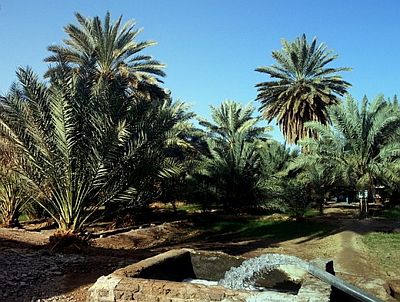 Arabian Date Palms